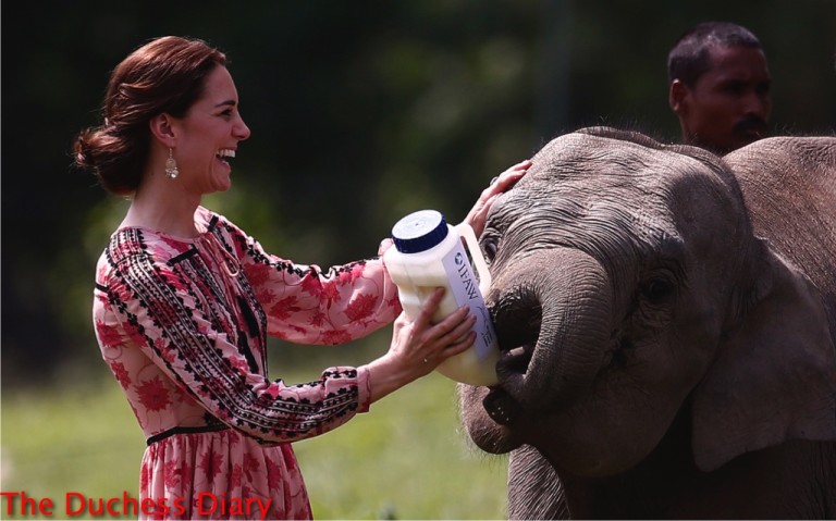 kate middleton laughs feeds baby elephant kaziranga
