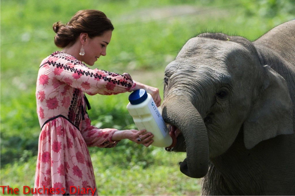 kate middleton makes sure baby elephant drinks