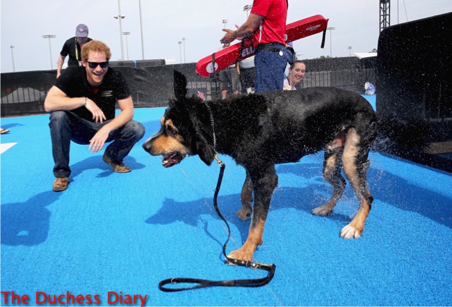 prince harry watches service dog dry out invictus games pool